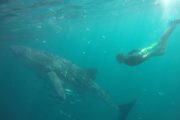 whale shark in Derawan Islands