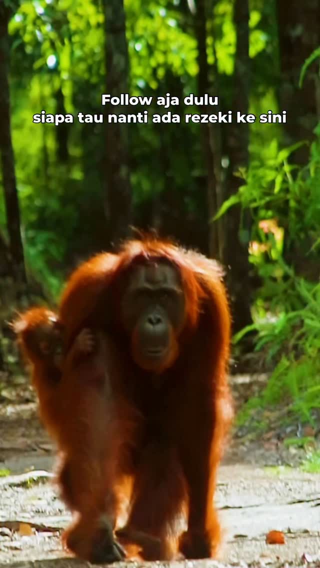 Save aja dulu videonya siapa tau 
kalian ada agenda kesini🥰

#tanjungputing #opentriptanjungputing #triptanjungputing #orangutan #borneo