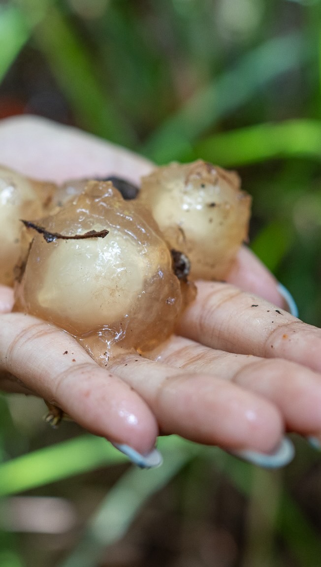 Ada yang pernah makan jamur yang kaya jelly di hutan Kalimantan? Kita menyebutnya Jamur Mata Pelanduk, beda daerah beda nama biasanya. Ini kita temukan di Taman Nasional Sebangau.
#sebangau #opentripsebangau #kalimantan