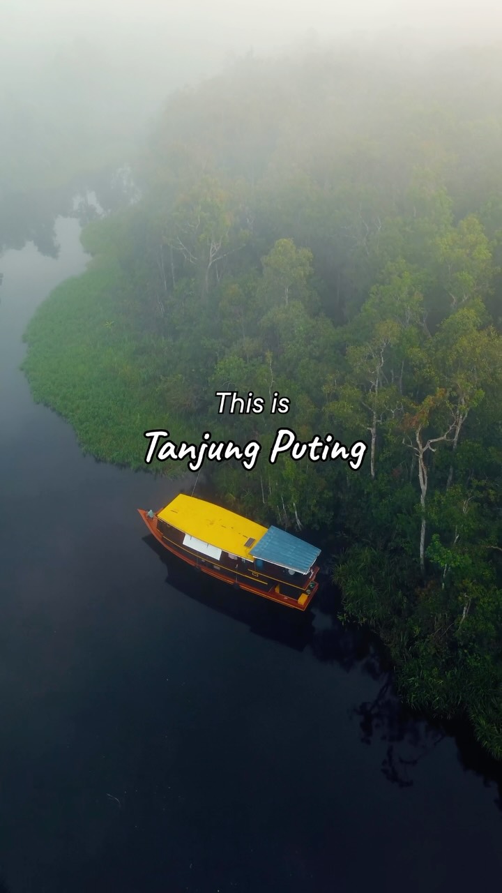 Mengintip hutan tropis Kalimantan memang nggak akan pernah ada habisnya.
Setiap tikungan Sungai Sekonyer selalu menyimpan kejutan orangutan liar, suara burung, hingga suasana hutan yang sulit dijelaskan dengan kamera.
Mending datang langsung dan rasakan sendiri pengalaman menjelajahi Taman Nasional Tanjung Puting. 🦧

#tanjungputing #opentriptanjungputing #triptanjungputing #orangutan #kalimantan