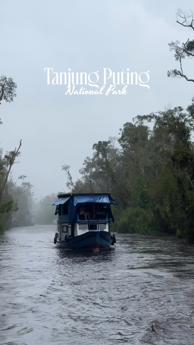 This is Borneo, Indonesia.

#borneo #tanjungputing #klotok