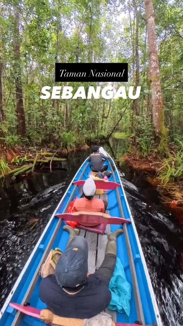 Sore-sore asik nih susur sungai Punggu Alas sambil naik klotok di Taman Nasional Sebangau.

Kita sudah ada open trip ke Sebangau yaa, jadwalnya bisa dilihat di pinned post.
#sebangau #opentripsebangau #sebangaunationalpark
