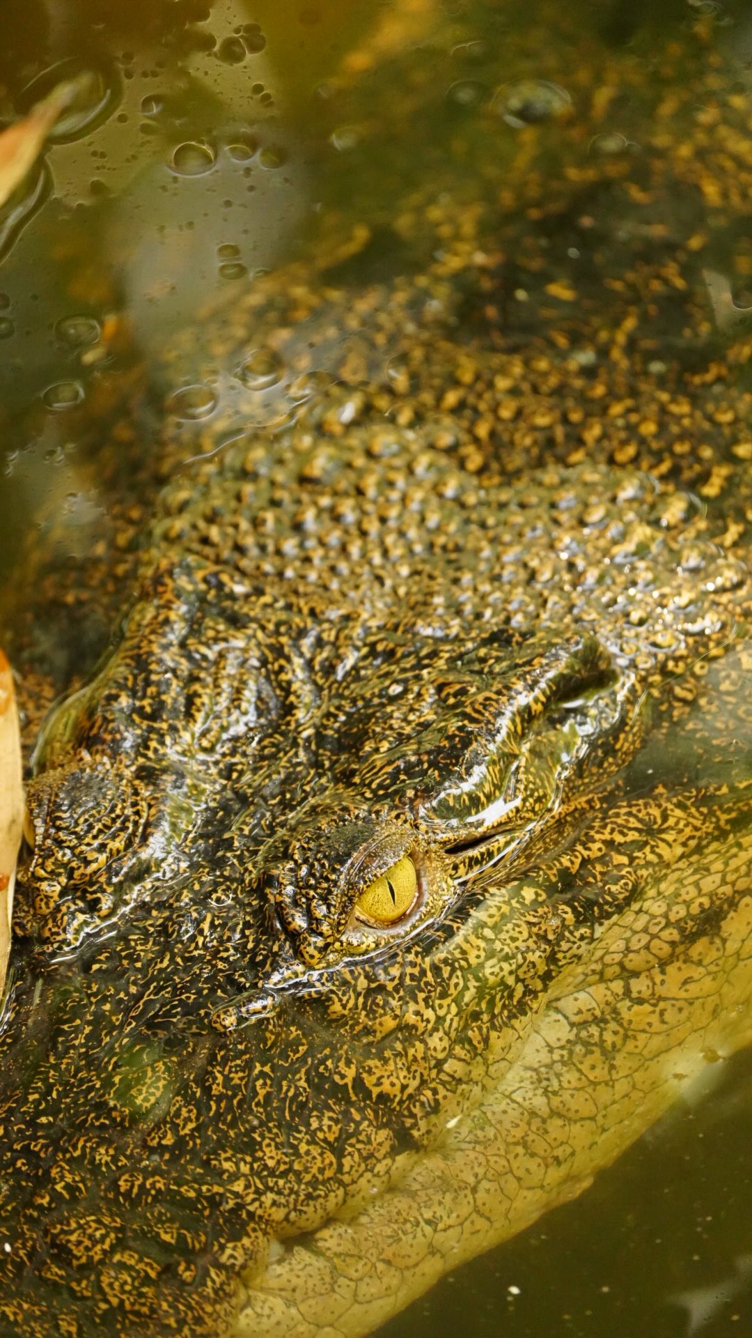 Liburan ke kota ❌
Liburan ke hutan ✅

#tanjungputing #opentriptanjungputing #triptanjungputing #orangutan #kalimantan
